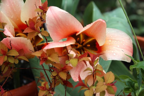 Blumenzwiebeln im Topf und Kbel, Blumenzwieb