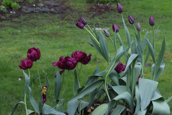 Blumenzwiebeln, Zwiebelblumen, Tulpe, Tulpen Sorten: Tulpen 