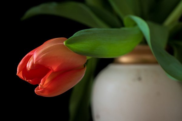 Tulpen in der Vase - eine Augenweide