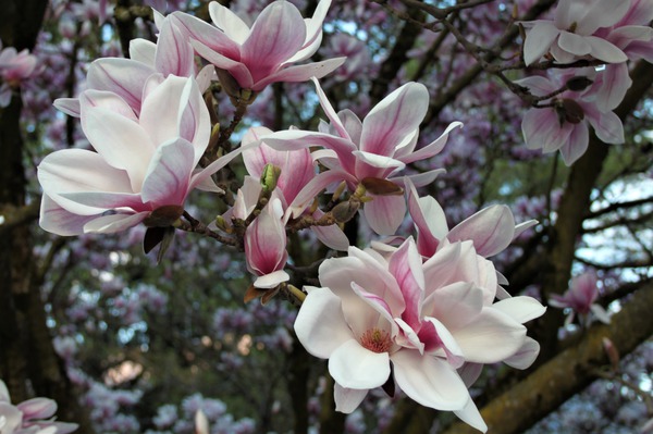 Tulpen-Magnolie Blüten