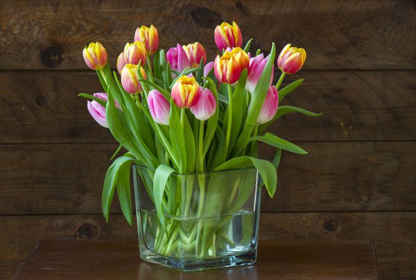 Tulpen als Schnittblumen - sie halten lnger, wenn man sie richtig anschneidet