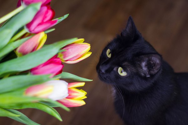 Für Katzen sind Tulpen giftig!