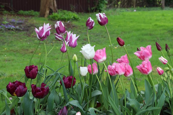 Blumenzwiebeln im Topf und Kbel, Blumenzwiebel Kombinationen, Tulpen Sorten: Honeymoon, Eyelash, Blue Diamond, Ballade, Rems Favourite