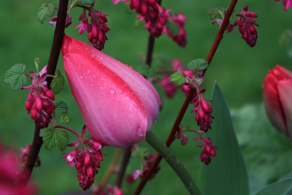 Lotuseffekt auf Tulpenknospe von 