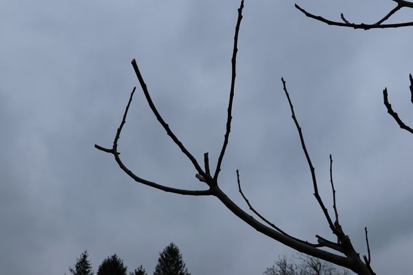 Feigenbaum schneiden Twotimer Feigen Lubera