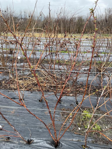 Himbeersorte, Twotimer-Himbeeren schneiden, Rubus idaeus, Lubera