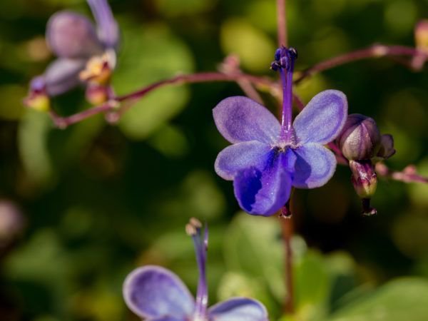 Clerodendrum ugandense