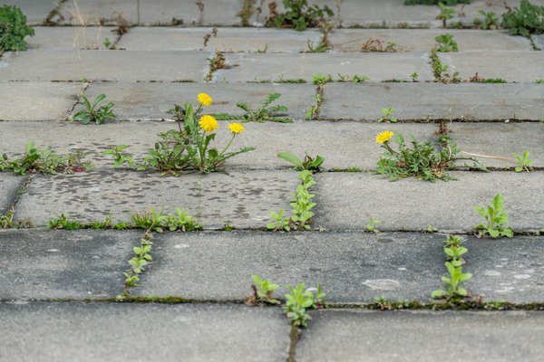  Unkraut auf Plattenweg 