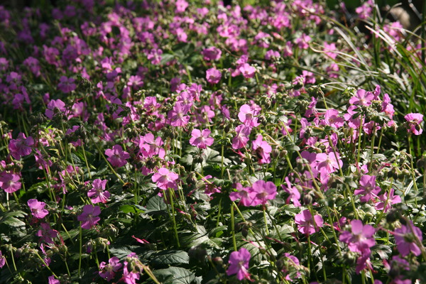 Unkrautbekämpfung Geranium x cantabrigiense Berggarten Lubera