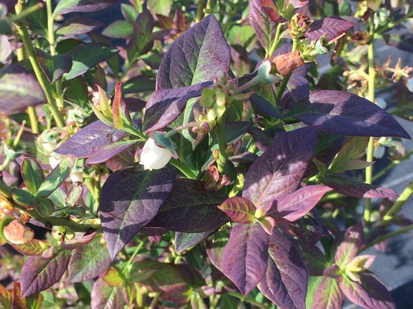 Heidelbeere 'Cabernet Splash', Vaccinium corymbosum 'Cabernet Splash' Heidelbeere 'Cabernet Splash', Vaccinium corymbosum 'Cabernet Splash'