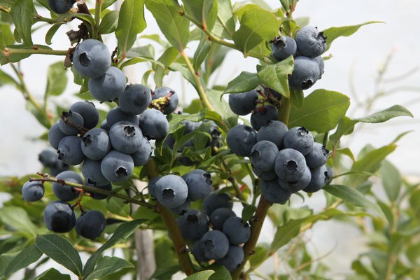 Heidelbeere 'Hortblue Petite', Vaccinium corymbosum 'Hortblue Petite'