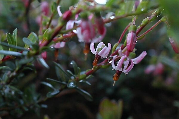 Cranberry Anbau, Lubera