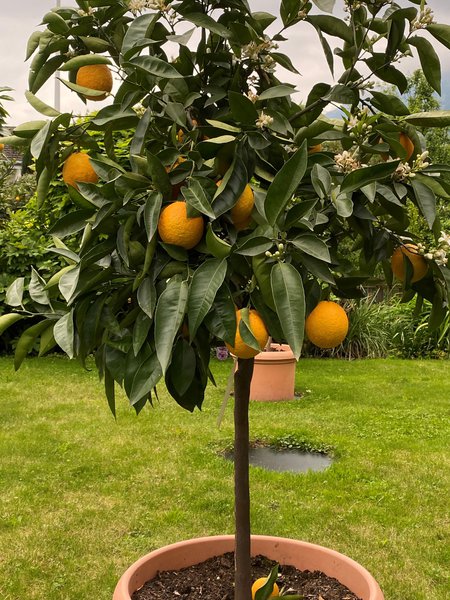 Zitrus Valencia late, orangenbaum kaufen