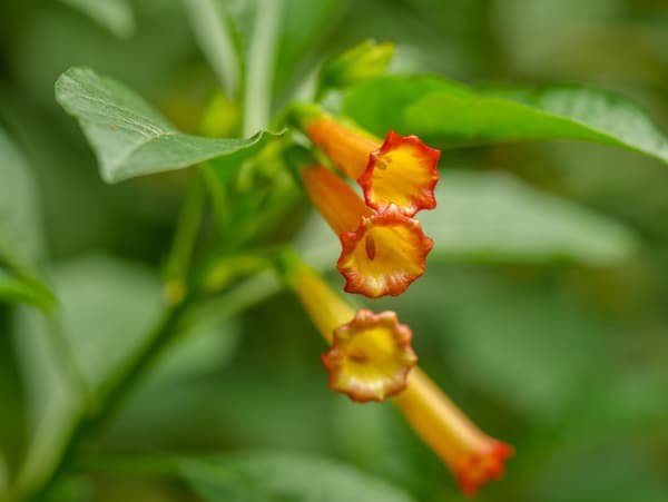 Veilchenstrauch Iochroma fuchsioides