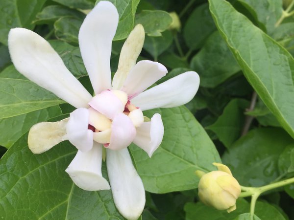 Gewürzstrauch, Nelkenpfeffer (Calycanthus floridus Venus)