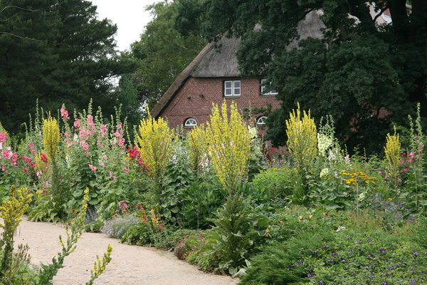 Verbascum olympicum