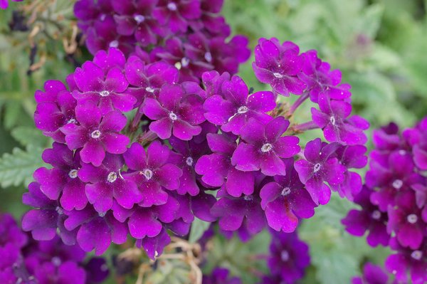 Eisenkraut Lila, Verbena x hybrida