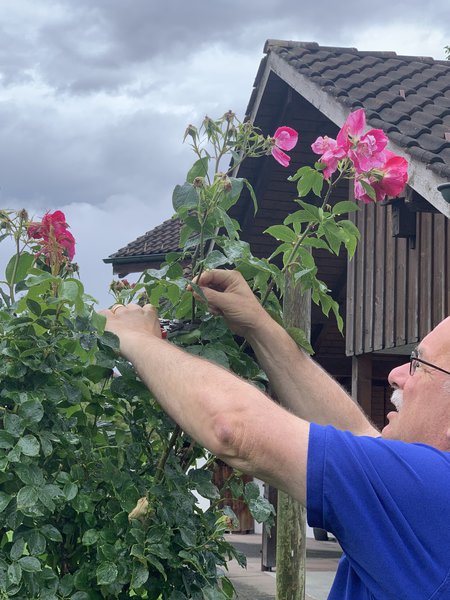 Verblühte Rosen schneiden Sommerschnitt bei Rosen Lubera