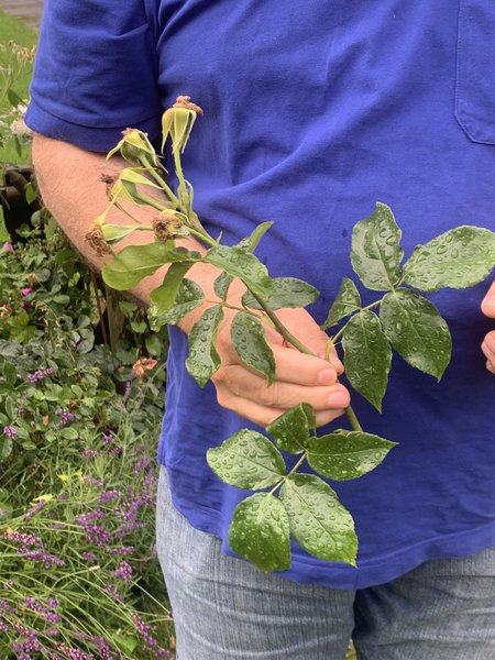 Verblühte Rosen schneiden Sommerschnitt bei Rosen