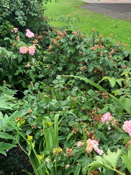 Verblühte Rosen schneiden Sommerschnitt bei Rosen Lubera