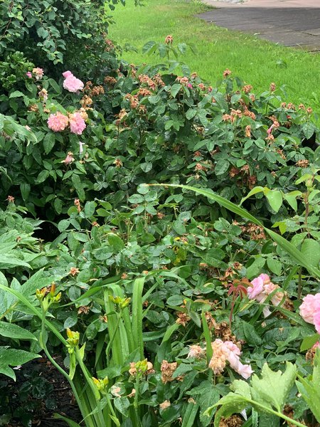 geschnittene Portlandrose