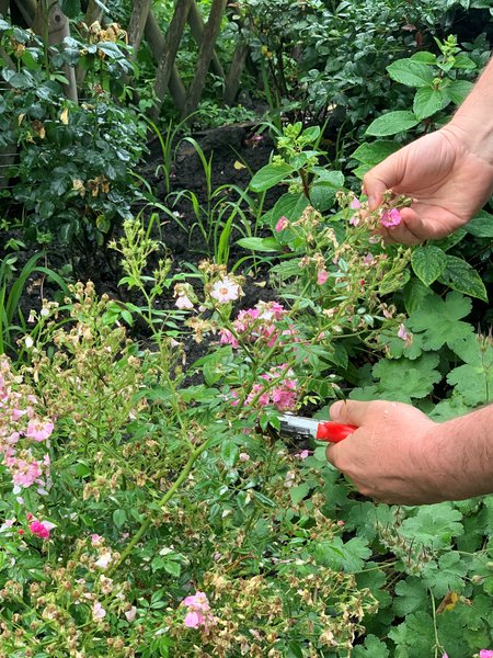 Wenn man verblhte Rosen schneidest, wir das Bltenbschel entfernt
