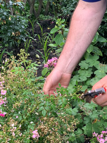 Verblühte Rosen schneiden Sommerschnitt bei Rosen Lubera