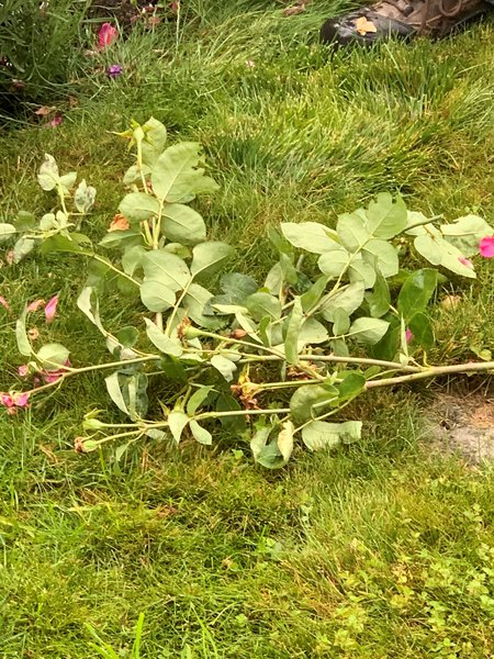 weggeschnittene grne Rosentriebe