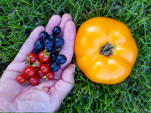 Die schnsten Tomaten der Welt Ranka Tessin