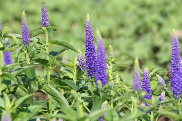 Veronica longifolia 'First Glory' (S)