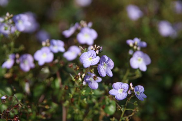 Veronica petraea 'Madame Mercier'