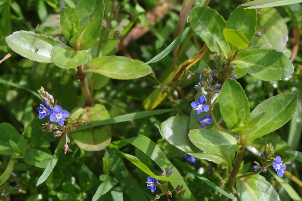 kleine blaue Blten