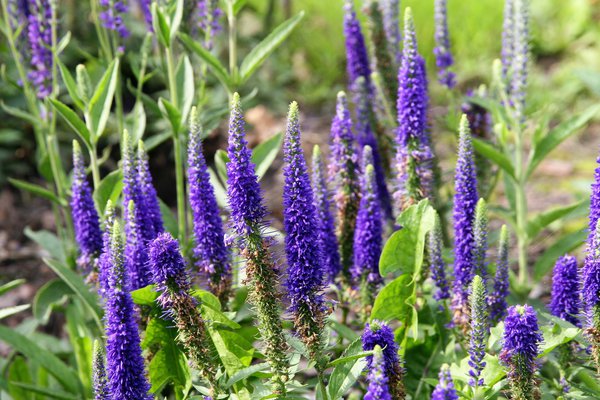 Veronica spicata 'Ulster Blue Dwarf'