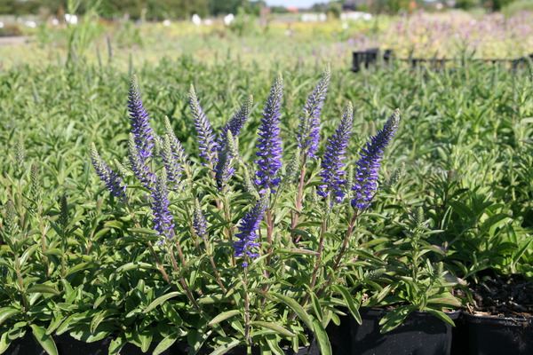 Veronica spicata nana Blauteppich