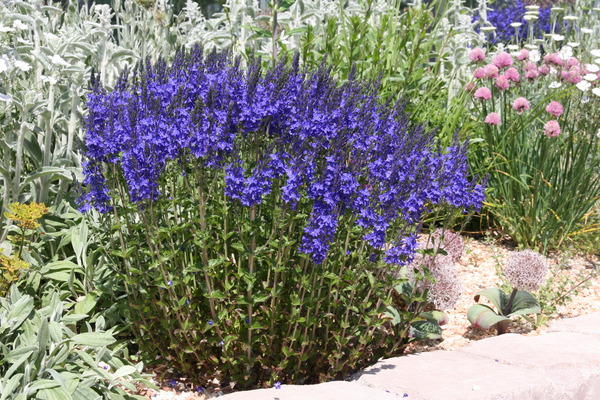 Veronica teucrium Knallblau