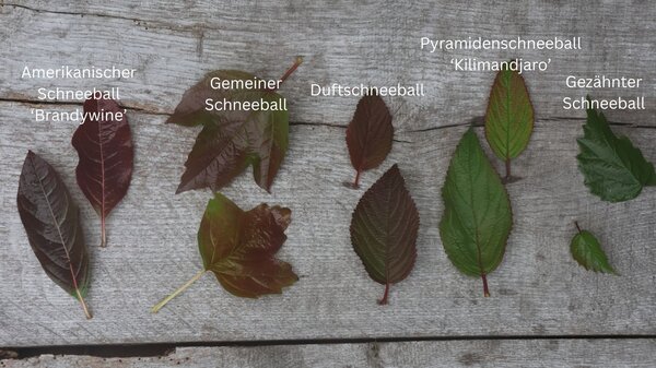Diversit&eacute; des formes de feuilles des viornes Viburnum en octobre