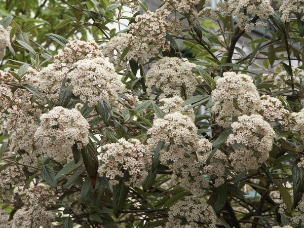 Prager Schneeball Viburnum pragense