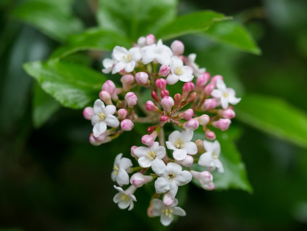 Viburnum burkwoodii