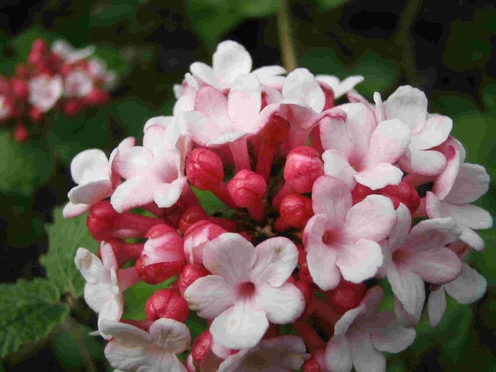Viburnum carlesii koreantischer Duftschneeball Blüte