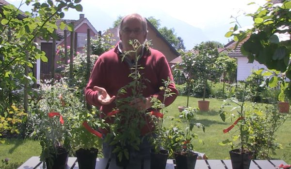 YouTube Video Tomaten ausgeizen