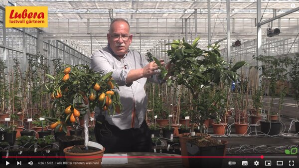 Video, neue 2025, Markus Kobelt