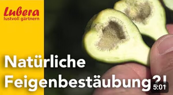 Video, neue 2025, Thumbnail, NatÃ¼rliche FeigenbestÃ¤ubung