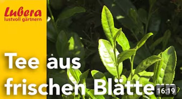Video, neue 2025, Thumbnail, Tee aus frischen BlÃ¤ttern
