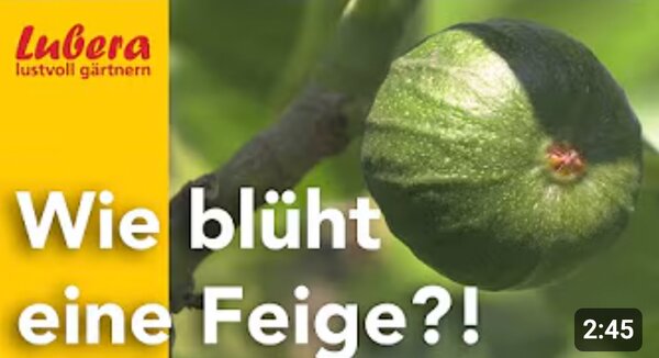 Video, neue 2025, Thumbnail, wie blÃ¼ht eine Feige?