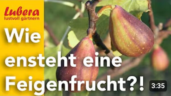 Video, neue 2025, Thumbnail, Wie entsteht eine Feigenfrucht?