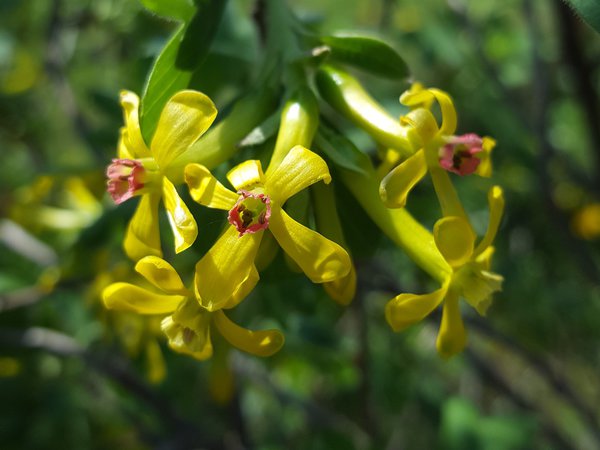 Vierbeeren Ranka Tessin