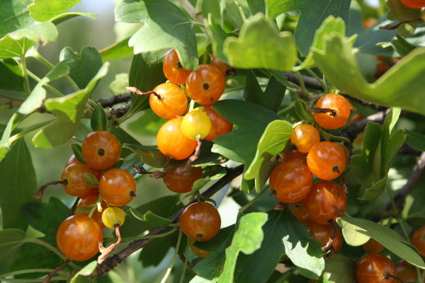 Reife orange Früchte