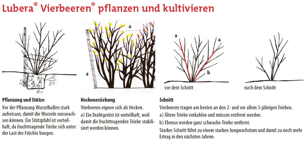 Vierbeeren pflanzen und kultivieren