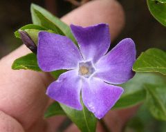 Vinca major