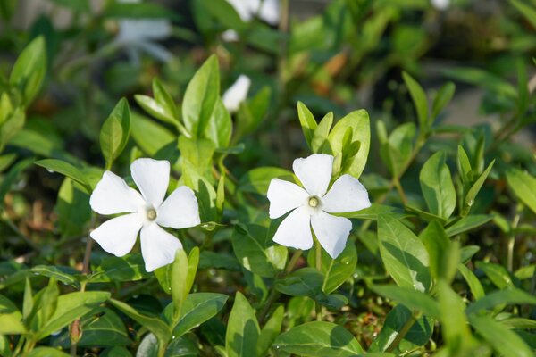 Vinca minor 'Alba'